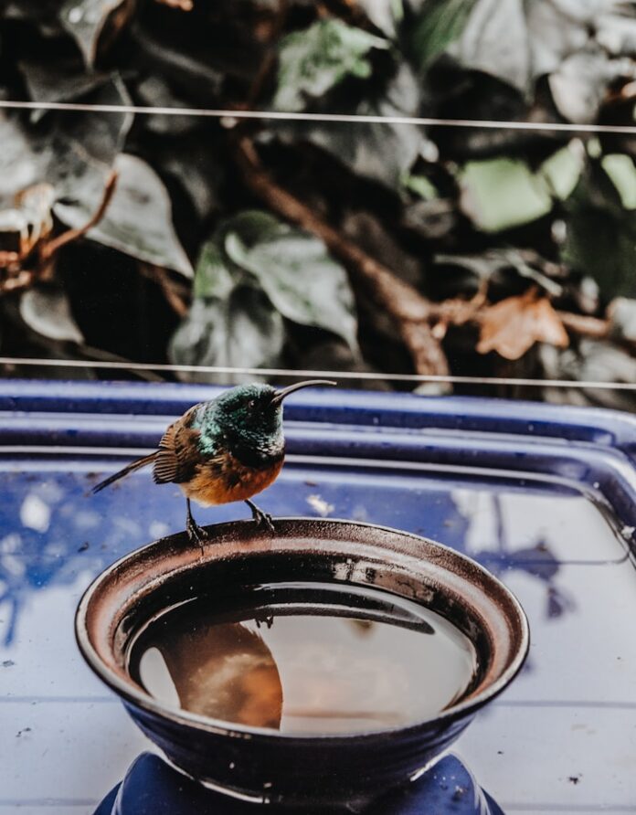 hummingbird perching on bowl