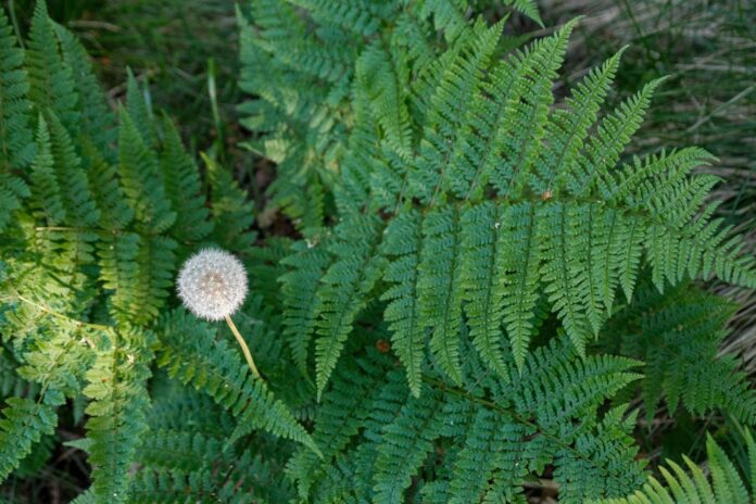 a close up of a plant with lots of leaves